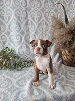 Casey, a female Boston Terrier for sale in Nappanee, IN – Photo 1 of 10