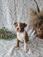 Casey, a female Boston Terrier for sale in Nappanee, IN – Photo 5 of 10