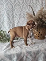 Casey, a female Boston Terrier for sale in Nappanee, IN – Photo 8 of 10