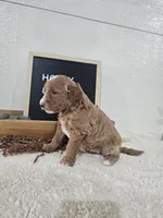 Holly, a female Miniature Goldendoodle for sale in Nappanee, IN – 3 of 10