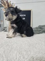 Mason, a male Miniature Schnauzer for sale in Nappanee, IN – 6 of 10