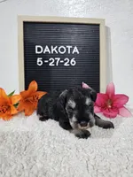 Dakota, a male Miniature Schnauzer for sale in Nappanee, IN – 3 of 10