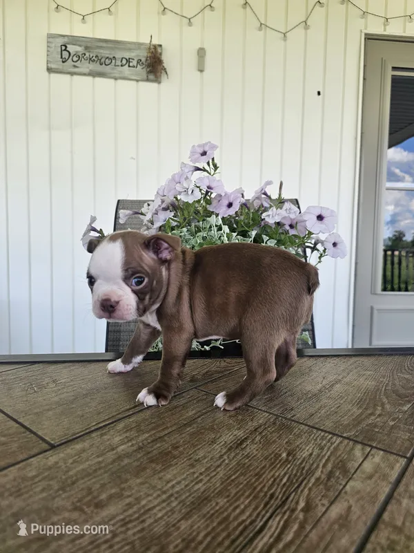 Alfie, a male Boston Terrier for sale in Nappanee, IN – 1 of 10