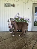 Alfie, a male Boston Terrier for sale in Nappanee, IN – 1 of 10