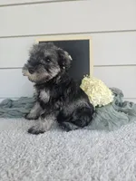 Crista, a male Miniature Schnauzer for sale in Nappanee, IN – 4 of 9