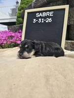Sabre, a male Miniature Schnauzer for sale in Nappanee, IN – 6 of 10