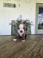 Alfie, a male Boston Terrier for sale in Nappanee, IN – 8 of 10