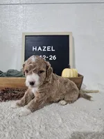 Hazel, a female Miniature Goldendoodle for sale in Nappanee, IN – 3 of 10