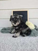 Crista, a male Miniature Schnauzer for sale in Nappanee, IN – 8 of 9