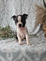 Rover, a male Boston Terrier for sale in Nappanee, IN – Photo 6 of 6