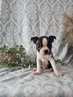 Rover, a male Boston Terrier for sale in Nappanee, IN – Photo 2 of 6