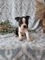 Rover, a male Boston Terrier for sale in Nappanee, IN – Photo 3 of 6