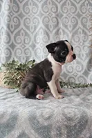 Rover, a male Boston Terrier for sale in Nappanee, IN – Photo 1 of 6