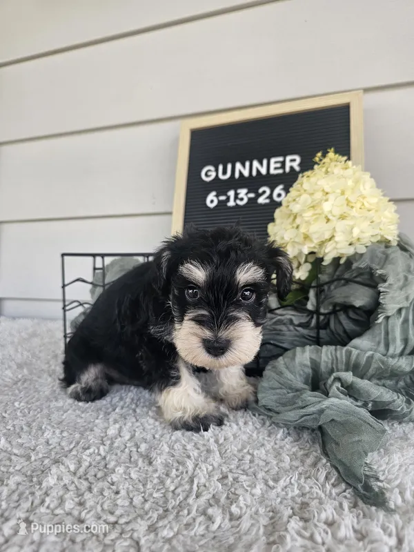 Gunner – Miniature Schnauzer puppy for sale in Nappanee, IN