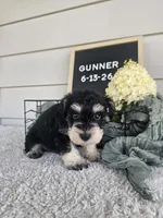 Gunner, a male Miniature Schnauzer for sale in Nappanee, IN – 1 of 10