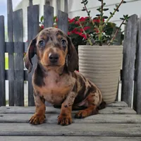 Buster, a male Dachshund for sale in Nappanee, IN – 4 of 8