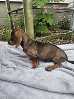 Maggie, a female Dachshund for sale in Nappanee, IN – 6 of 10
