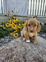 Autumn, a female Miniature Dachshund for sale in Nappanee, IN – 10 of 10