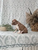 Genny, a female Boston Terrier for sale in Nappanee, IN – Photo 3 of 9