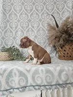 Genny, a female Boston Terrier for sale in Nappanee, IN – Photo 4 of 9