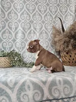 Genny, a female Boston Terrier for sale in Nappanee, IN – Photo 8 of 9