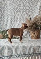 Genny, a female Boston Terrier for sale in Nappanee, IN – Photo 6 of 9