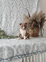 Genny, a female Boston Terrier for sale in Nappanee, IN – Photo 5 of 9