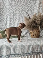 Genny, a female Boston Terrier for sale in Nappanee, IN – Photo 9 of 9