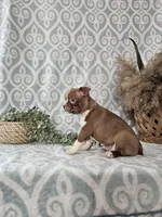 Genny, a female Boston Terrier for sale in Nappanee, IN – Photo 7 of 9