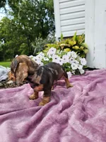 Hunter, a male Miniature Dachshund for sale in Nappanee, IN – 3 of 9