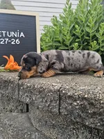 Petunia, a female Dachshund for sale in Nappanee, IN – 5 of 10