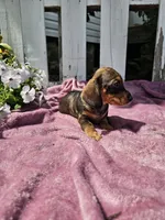 Hunter, a male Miniature Dachshund for sale in Nappanee, IN – 5 of 9
