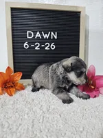 Dawn, a female Miniature Schnauzer for sale in Nappanee, IN – 6 of 10