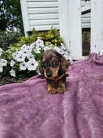 Hunter, a male Miniature Dachshund for sale in Nappanee, IN – 6 of 9