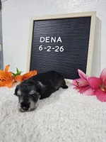 Dena, a female Miniature Schnauzer for sale in Nappanee, IN – 2 of 10