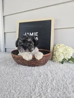 Jamie, a male Miniature Schnauzer for sale in Nappanee, IN – 8 of 9