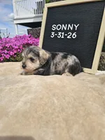 Sunny, a male Miniature Schnauzer for sale in Nappanee, IN – 4 of 9