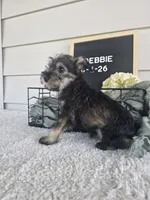 Debbie, a female Miniature Schnauzer for sale in Nappanee, IN – 6 of 8