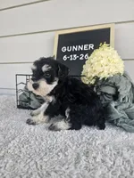 Gunner, a male Miniature Schnauzer for sale in Nappanee, IN – 8 of 10