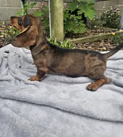 Maggie, a female Dachshund for sale in Nappanee, IN – 2 of 10