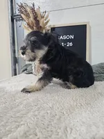 Mason, a male Miniature Schnauzer for sale in Nappanee, IN – 7 of 10