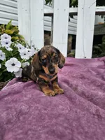 Hunter, a male Miniature Dachshund for sale in Nappanee, IN – 4 of 9