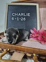 Charlie, a male Miniature Schnauzer for sale in Nappanee, IN – 5 of 10
