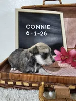 Connie, a female Miniature Schnauzer for sale in Nappanee, IN – 3 of 9