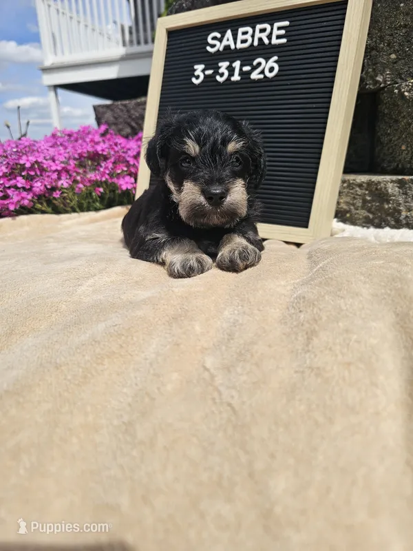 Sabre – Miniature Schnauzer puppy for sale in Nappanee, IN