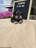 Sabre, a male Miniature Schnauzer for sale in Nappanee, IN – 1 of 10