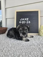 Jake, a male Miniature Schnauzer for sale in Nappanee, IN – 5 of 10
