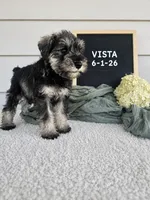 Crista, a male Miniature Schnauzer for sale in Nappanee, IN – 3 of 9