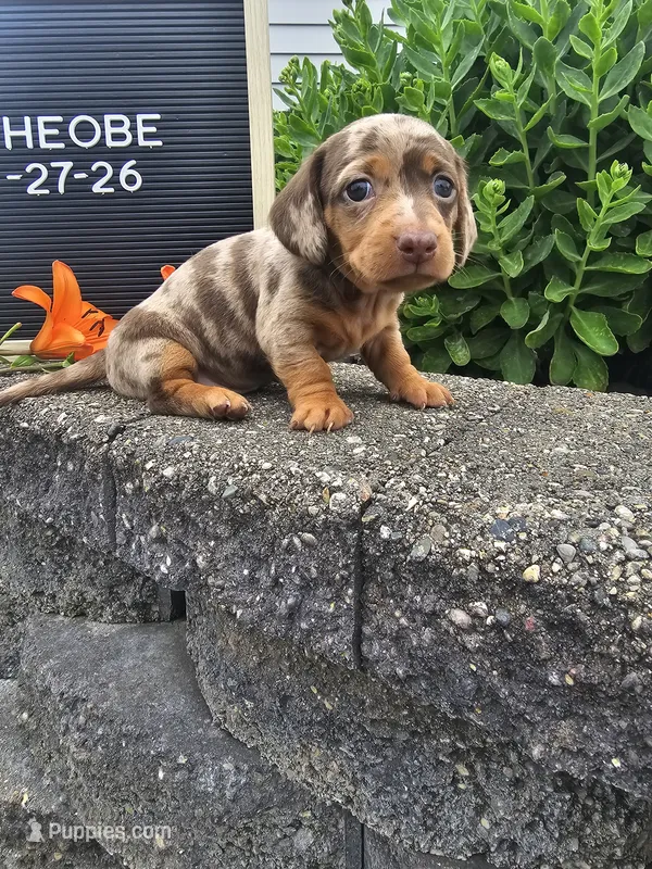 Phoebe – Dachshund puppy for sale in Nappanee, IN