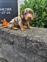 Phoebe, a female Dachshund for sale in Nappanee, IN – 1 of 10